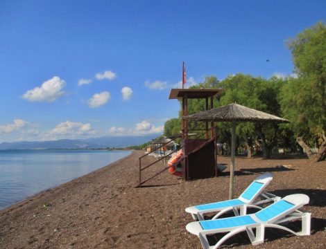 Μελισσάτικα: Μηνυτήρια αναφορά για το ιδιωτικό κυνοκομείο – Δικαστική έρευνα για τις συνθήκες κράτησης των ζώων