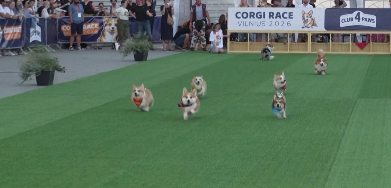 Corgi Race: Αγώνας δρόμου χωρίς κανόνες – Οι σκύλοι που προτίμησαν το παιχνίδι από τον τερματισμό