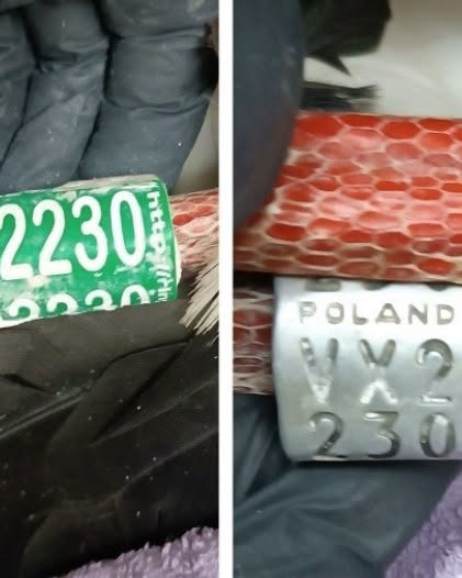 Πελαργός από την Πολωνία εντοπίστηκε τραυματισμένος στον Έβρο