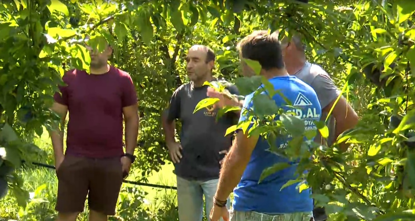 Κανένα εμπορικό ενδιαφέρον για τα δαμάσκηνα Πέλλας: Σαπίζει ασυγκόμιστη η παραγωγή – Σε απόγνωση οι αγρότες