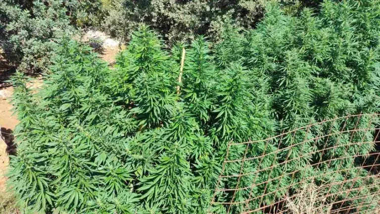 Ρέθυμνο: Εντοπίστηκαν 12 μικρές φυτείες και 114 δενδρύλλια – Συνελήφθησαν δύο άτομα