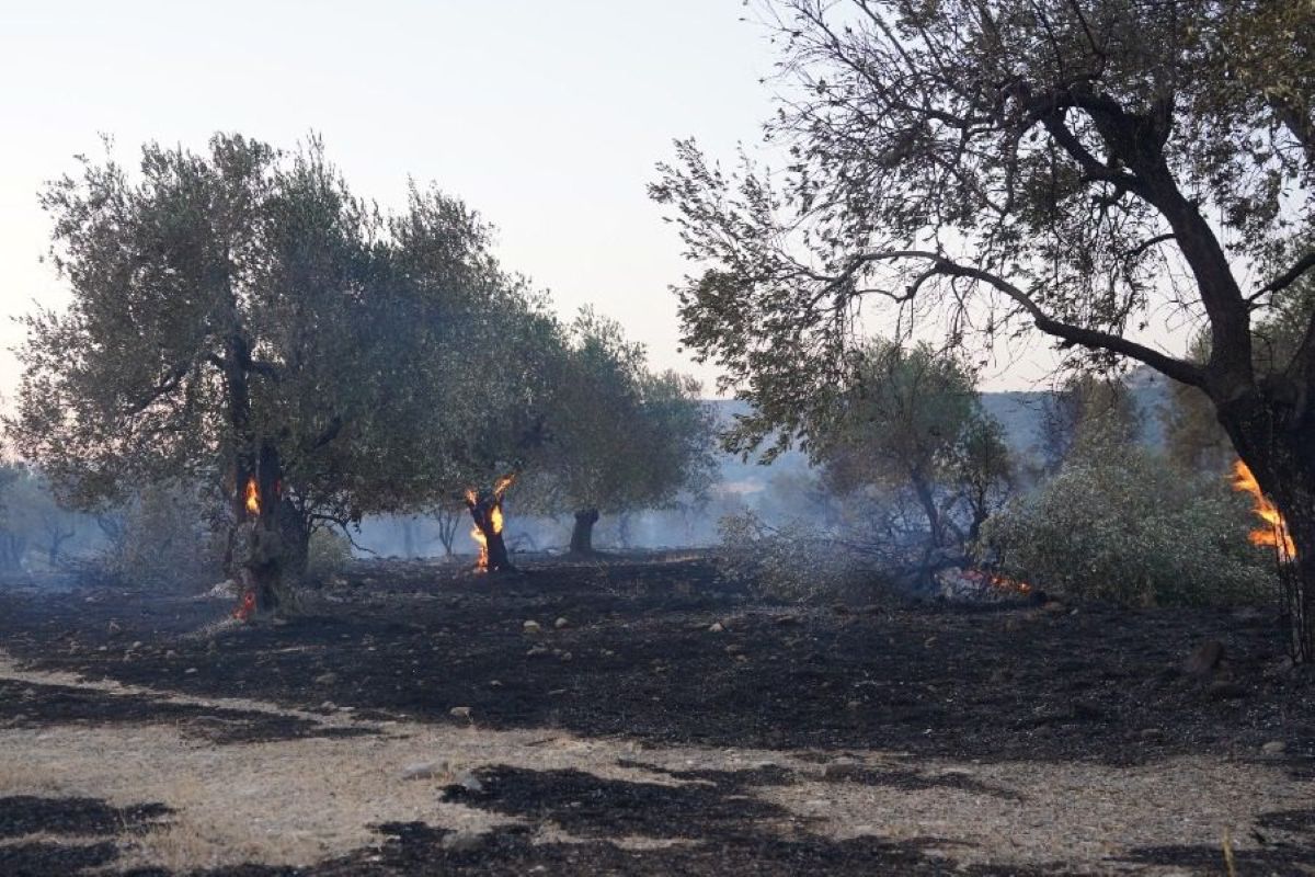 Καμένη ελιά: Η φύση μπορεί να ξαναδώσει ζωή στους ελαιώνες
