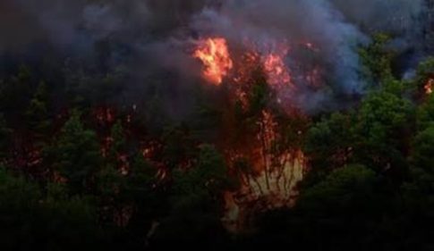 Ολλανδία: Εκτός ελέγχου μεγάλη δασική πυρκαγιά – Στις φλόγες 1.000 στρέμματα