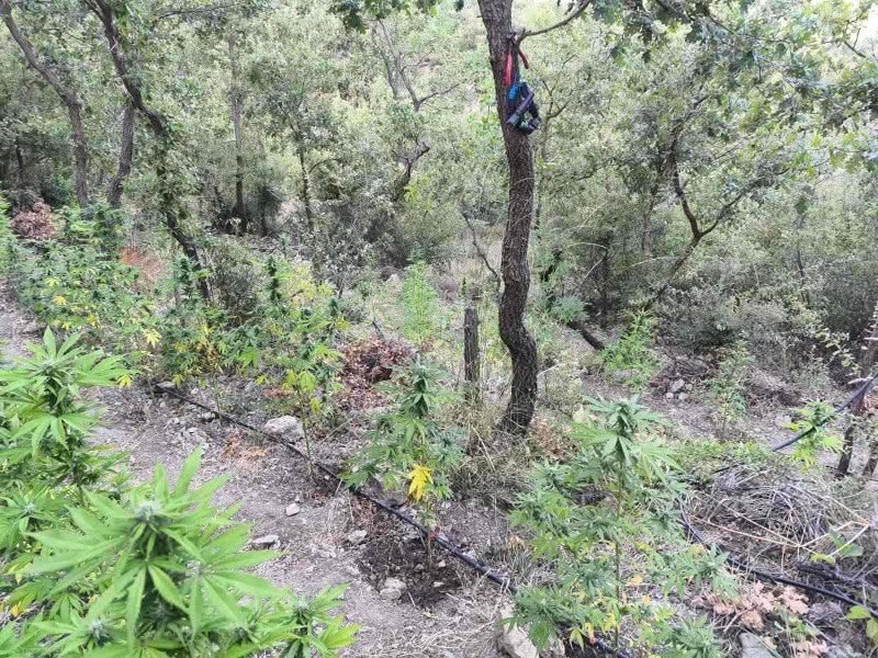Μεσσηνία: Εντοπίστηκε φυτεία με 267 δενδρύλλια κάνναβης – Τρεις συλλήψεις