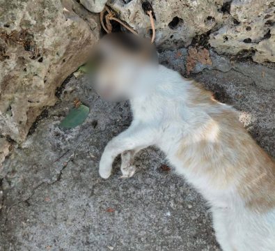 Δωρεάν στέγαση για τους φοιτητές ζητά η «Λαϊκή Συσπείρωση» Θεσσαλίας