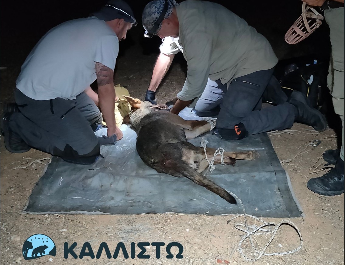 Θεσσαλονίκη: Πιάστηκε ο λύκος που είχε επιτεθεί σε 4χρονο παιδί