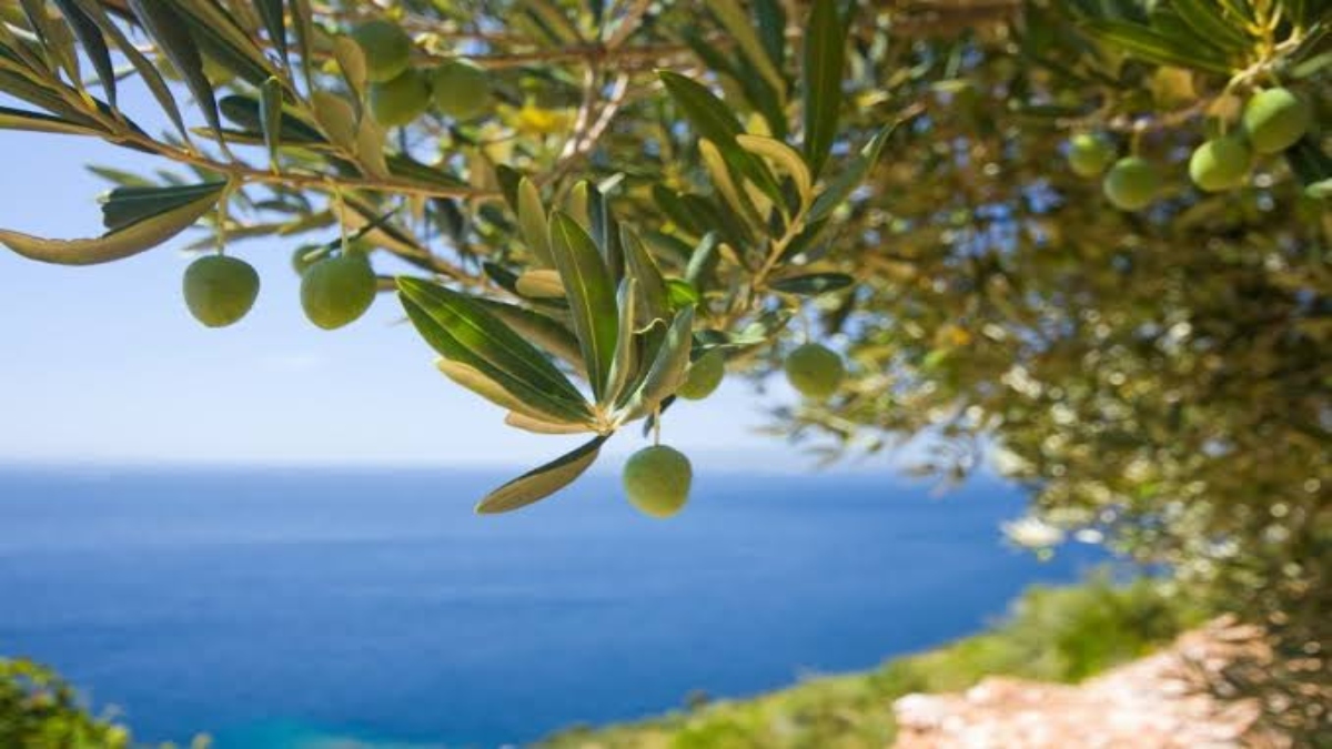 Φεστιβάλ Ποίησης της Μεσογείου 2026- Μια βραδιά συνάντησης Ισπανών και Ελλήνων ποιητών στο Ινστιτούτο Θερβάντες