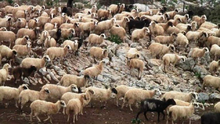 Κρήτη: Παρατείνονται έως τις 3 Σεπτεμβρίου τα προληπτικά μέτρα για την ευλογιά των αιγοπροβάτων