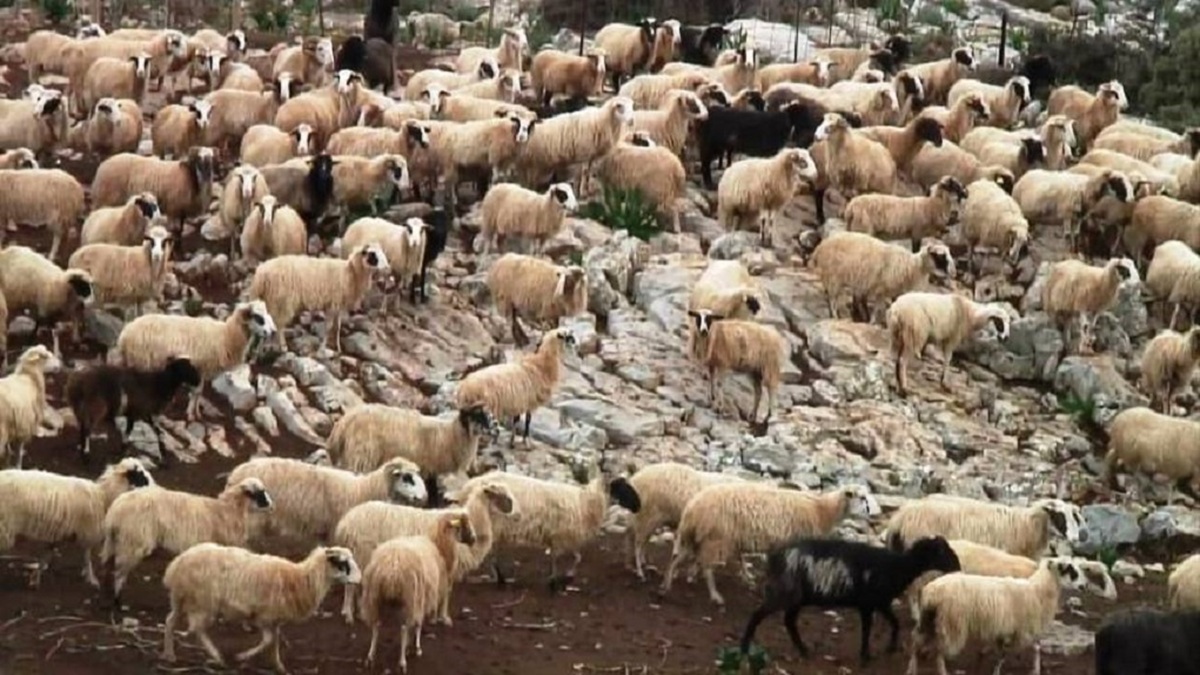 Ηράκλειο: Ούτε ένα ζώο δεν βρέθηκε στο μαντρί κτηνοτρόφου κατά τον έλεγχο – Συνελήφθη και ο αδερφός του με λειψά αιγοπρόβατα