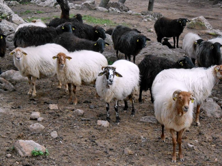 Σε νέες κινητοποιήσεις καλεί τους αγρότες η Ομοσπονδία Αγροτικών Συλλόγων Λέσβου