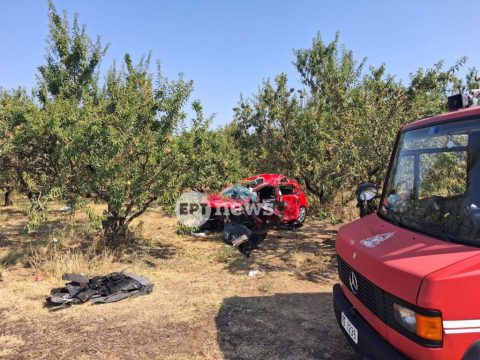 Πρόεδρος Αγροτικού Συνεταιρισμού Πηλίου: Σε εγκατάλειψη η ελαιοκαλλιέργεια στο Πήλιο – Πολύ μειωμένη η φετινή παραγωγή