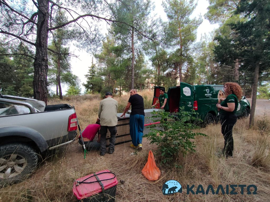 Θεσσαλονίκη: Πιάστηκε ο λύκος που είχε επιτεθεί σε 4χρονο παιδί