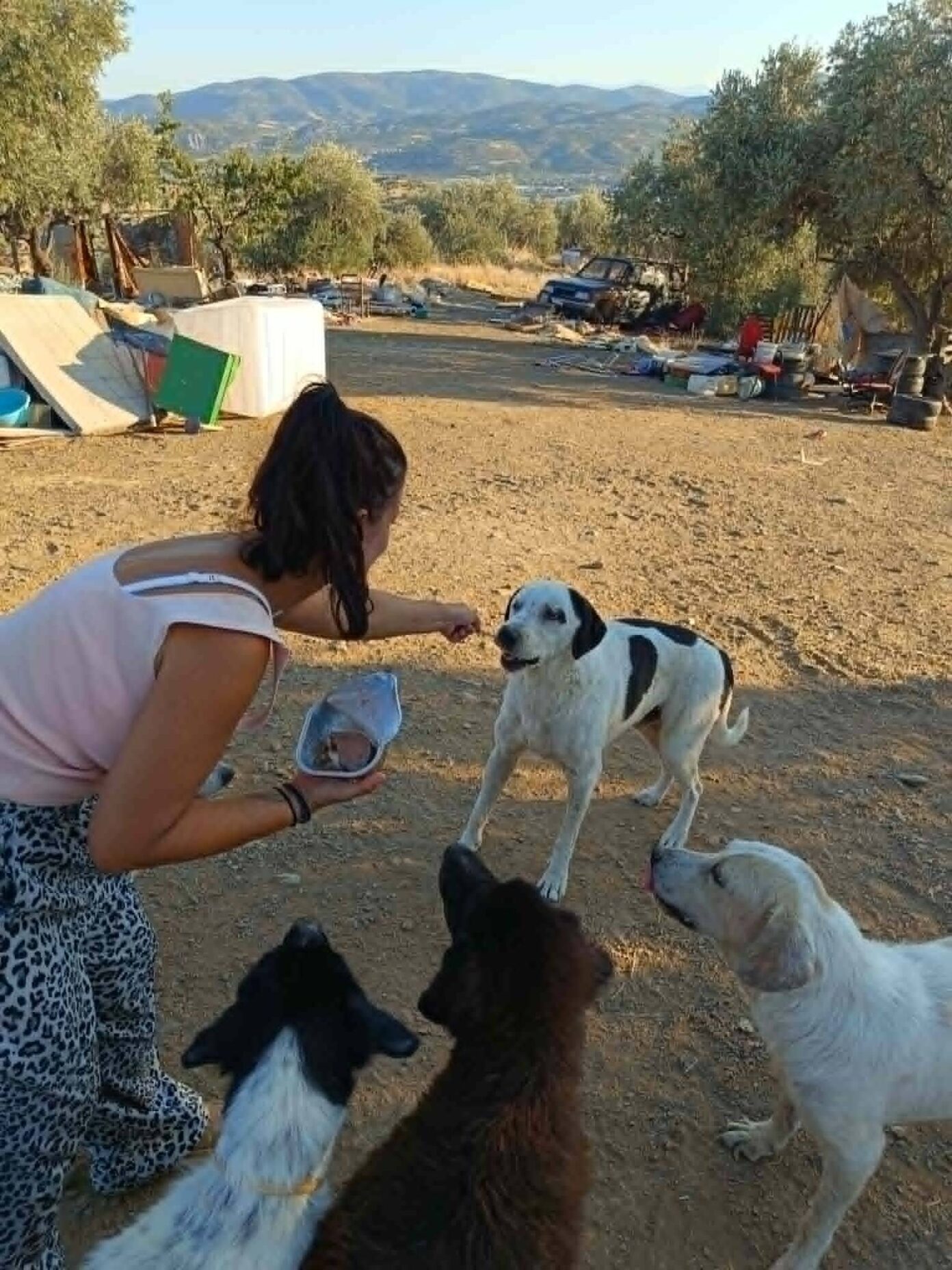 Μελισσάτικα: Μηνυτήρια αναφορά για το ιδιωτικό κυνοκομείο – Δικαστική έρευνα για τις συνθήκες κράτησης των ζώων