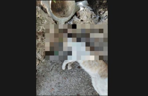 Μεξικό: Τουλάχιστον 29 ανήλικοι σκοτώθηκαν και 97 αγνοούνται στον «πόλεμο» μεταξύ <strong>αντίπαλων φραξιών του καρτέλ Σιναλόα</strong>