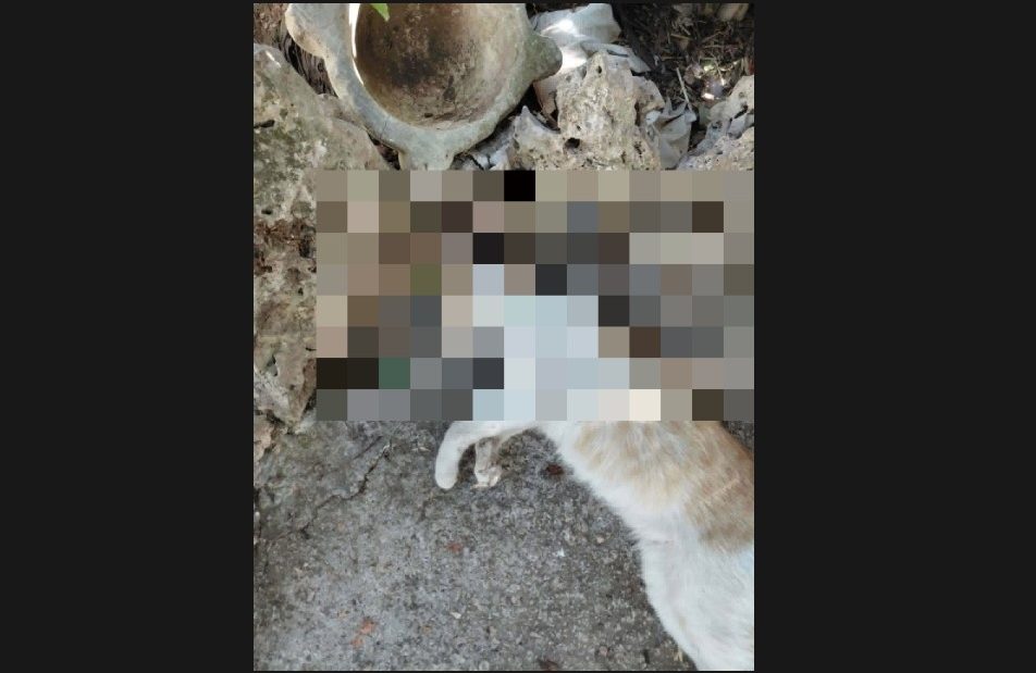 Ζάκυνθος: Καταγγελία φιλοζωικού σωματείου για τη θανάτωση γάτας με πνιγμό από κορδόνι – Στην κατάψυξη του ιδιοκτήτη παραμένει το άψυχο σώμα του ζώου  ​