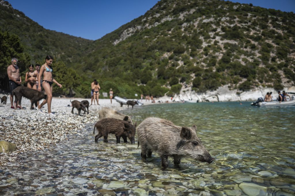 Ήλιος, θάλασσα και… γουρουνάκια: Το ελληνικό «Piggie Island» που έγινε viral με τους τουρίστες να κολυμπούν δίπλα τους