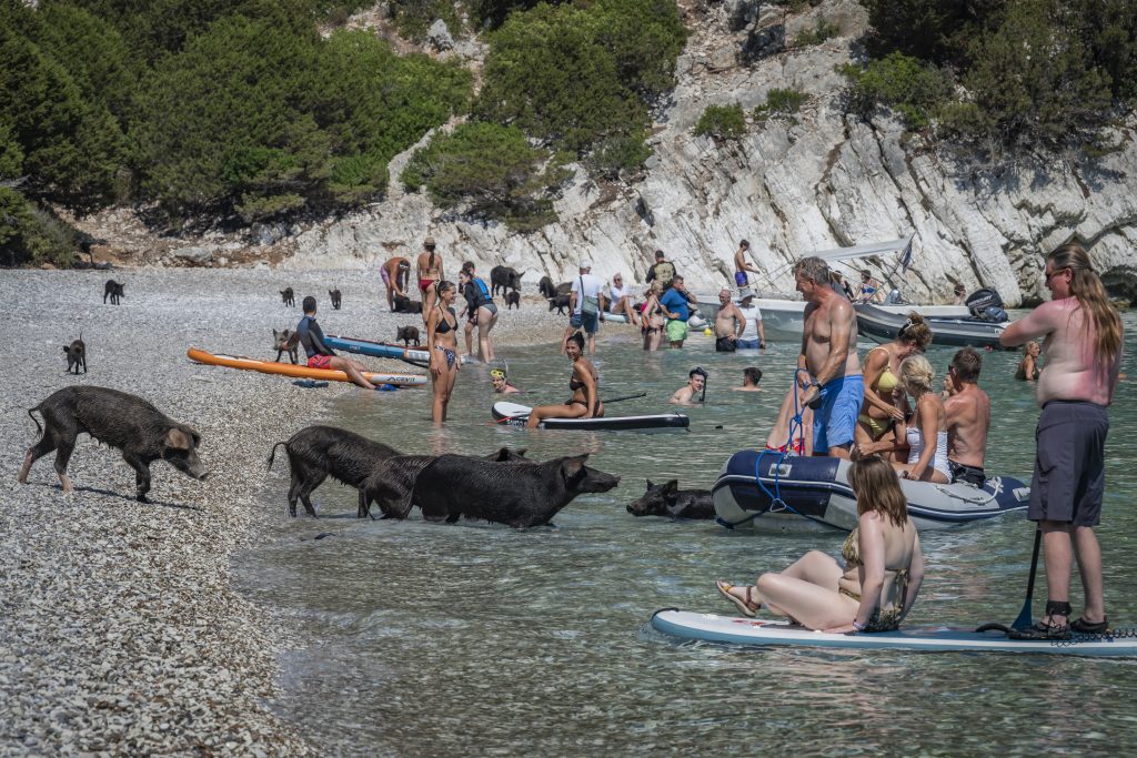 Ήλιος, θάλασσα και… γουρουνάκια: Το ελληνικό «Piggie Island» που έγινε viral με τους τουρίστες να κολυμπούν δίπλα τους