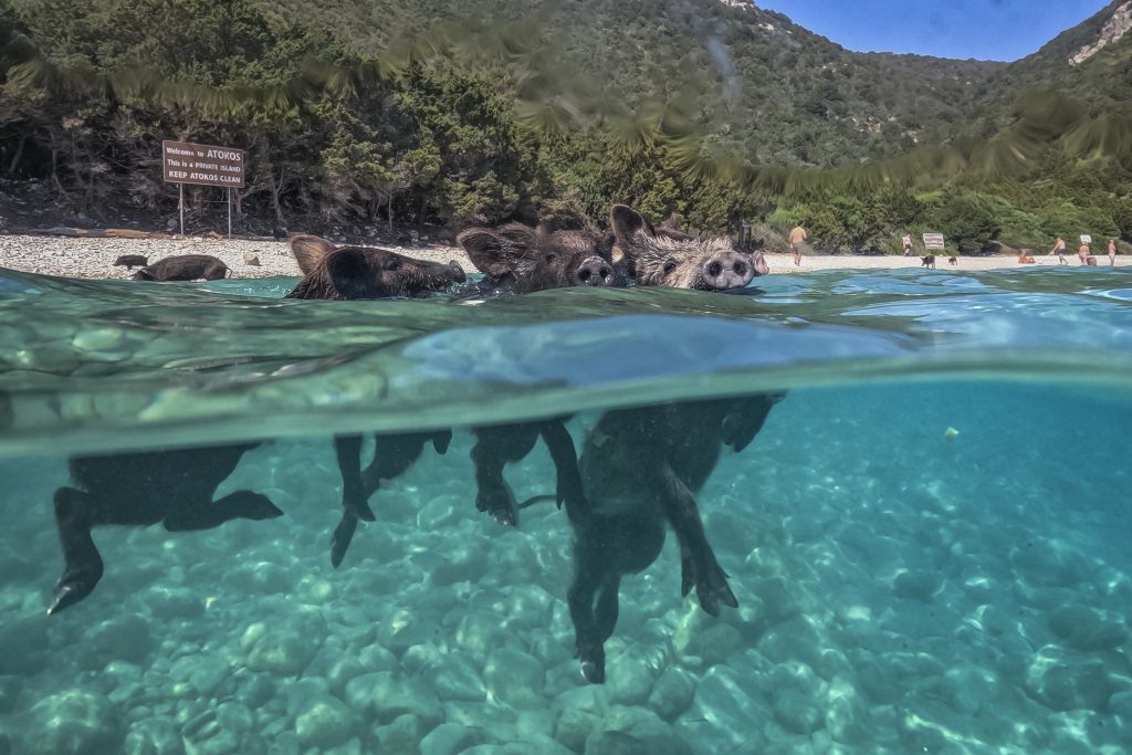 Ήλιος, θάλασσα και… γουρουνάκια: Το ελληνικό «Piggie Island» που έγινε viral με τους τουρίστες να κολυμπούν δίπλα τους