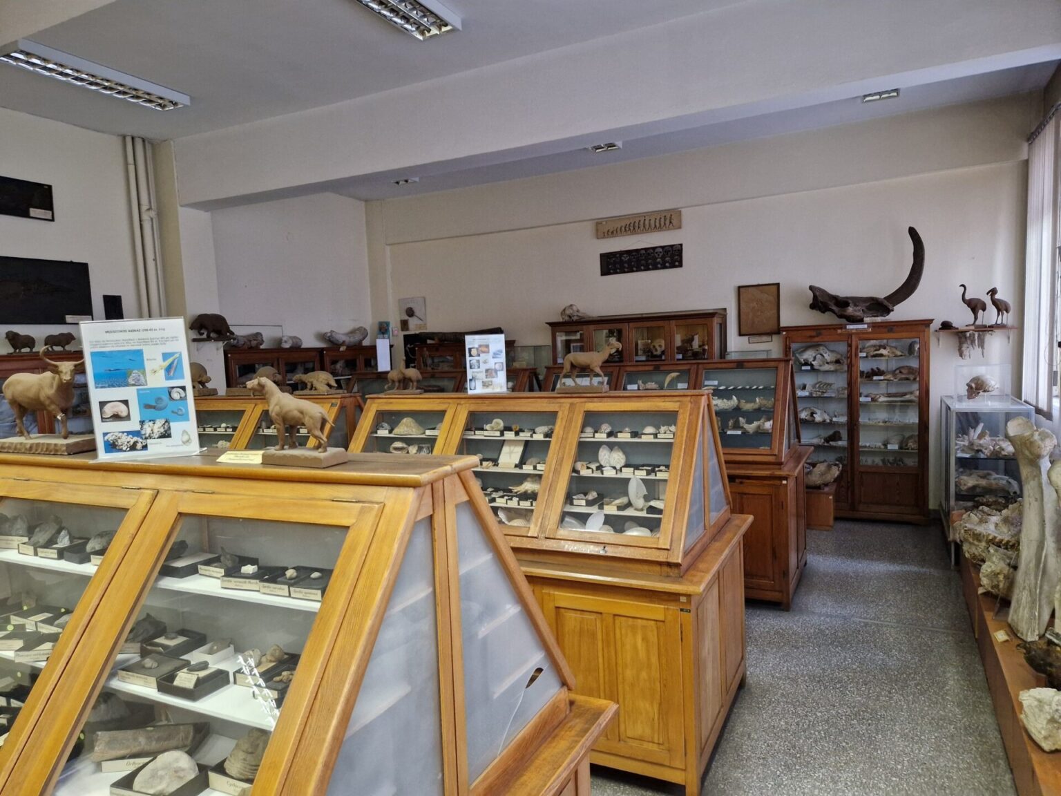 Νέα απολιθώματα στο Μικρό Περιβολάκι – Στην τελική ευθεία το Μουσείο Φυσικής Ιστορίας
