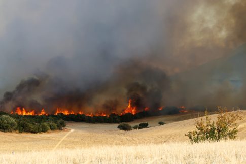 Προβλήματα στις καλλιέργειες φασολιού σε Περίβλεπτο και Κοκκίνα – Ενισχύσεις, κόστος και ΕΛΓΑ στο επίκεντρο