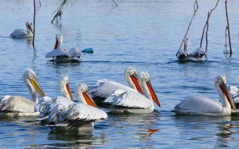 Αλμυρός: Στο επίκεντρο οι κάμερες, η καθαριότητα και το κόστος των εκδηλώσεων
