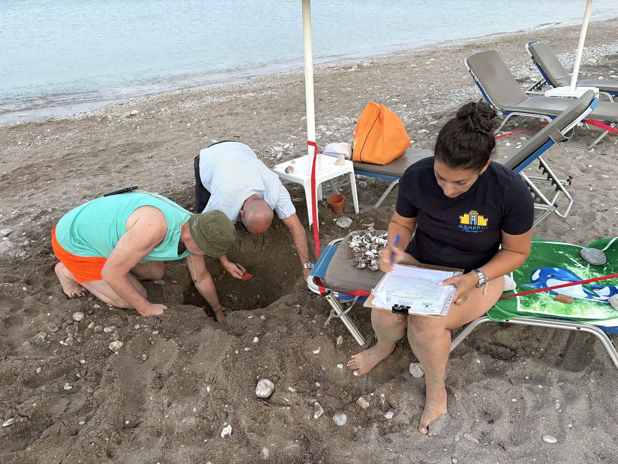 Ρόδος: 79 χελωνάκια Caretta caretta ξεπρόβαλαν κάτω από ξαπλώστρα και κατευθύνθηκαν στη θάλασσα