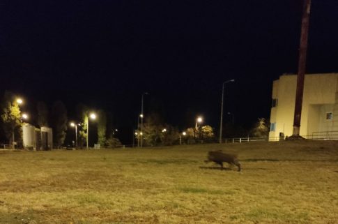 Χίος: Κατάληψη από τους γονείς στο δημοτικό σχολείο Πυργίου για τα μαθητικά δρομολόγια