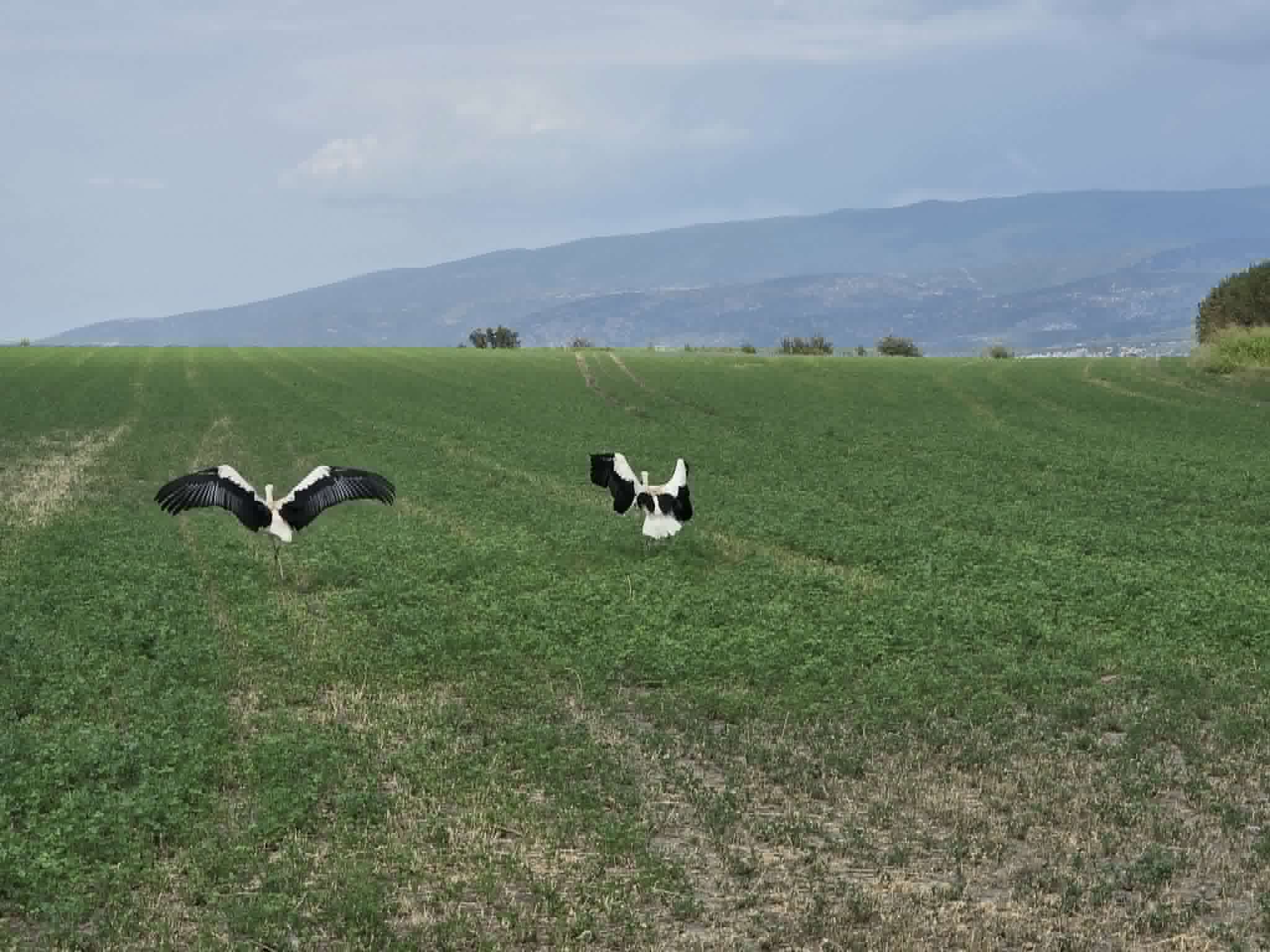 Δεκατρείς πελαργοί άνοιξαν ξανά τα φτερά τους πάνω από την Κάρλα