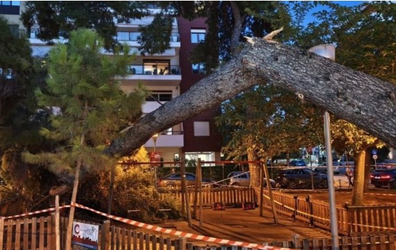 Θεσσαλονίκη: Εισαγγελική έρευνα για την πτώση του δέντρου στην Καλαμαριά