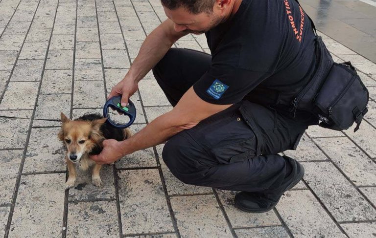 Θεσσαλονίκη: Έλεγχοι σε δεσποζόμενα ζώα συντροφιάς από το ΑΤ Κορδελιού – Ευόσμου