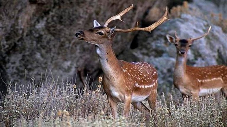 Σε απόγνωση οι αγρότες της Ρόδου για τις επιδρομές ελαφιών στις καλλιέργειές τους