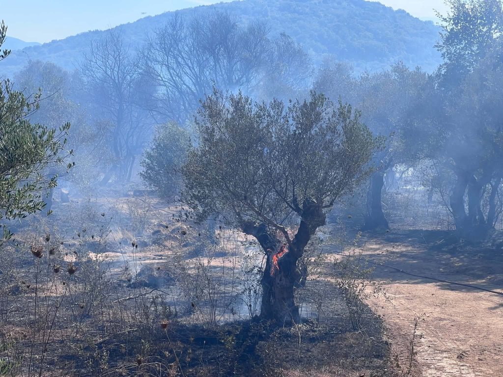 Φωτιά στο Ψάρι Μεσσηνίας: Βελτιωμένη η εικόνα – Επιχειρούν ισχυρές δυνάμεις της Πυροσβεστικής