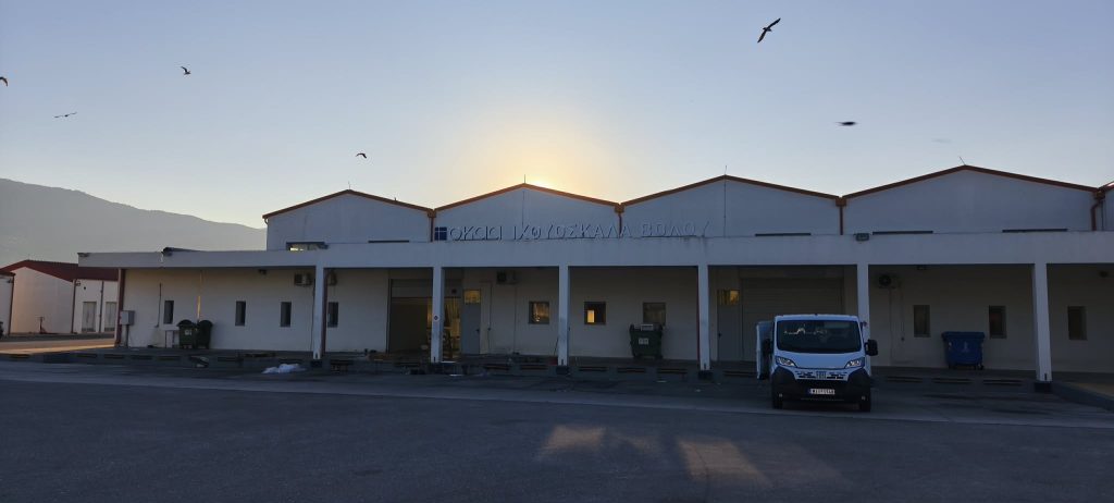 Ιχθυόσκαλα Βόλου: Τρόπος λειτουργίας, τιμές και προέλευση ψαριών – Γιατί τα καΐκια δεν μπορούν να δέσουν