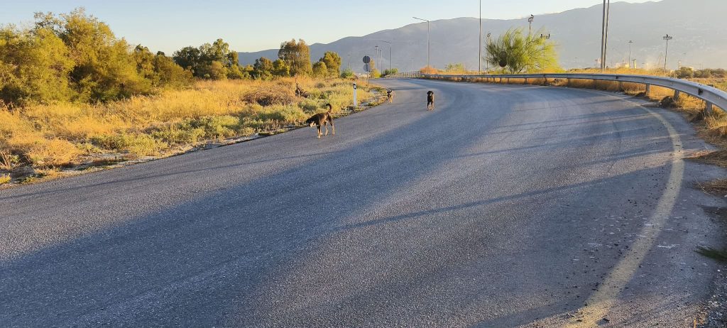 Ιχθυόσκαλα Βόλου: Τρόπος λειτουργίας, τιμές και προέλευση ψαριών – Γιατί τα καΐκια δεν μπορούν να δέσουν