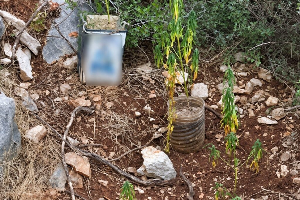Καλαμάτα: Συνελήφθη 21χρονος για φυτεία με 32 φυτά κάνναβης στην Κάτω Άμφεια