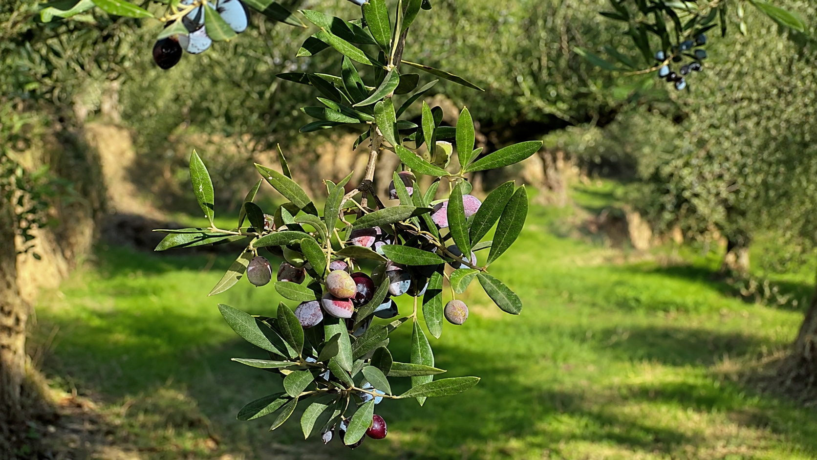 Γ. Κόκκινος στην ΕΡΤ Καλαμάτας: «Ανασφάλεια για τα πάντα» στον ελαιοκομικό κόσμο – Αύξηση της παραγωγής, προβληματισμός για τις τιμές