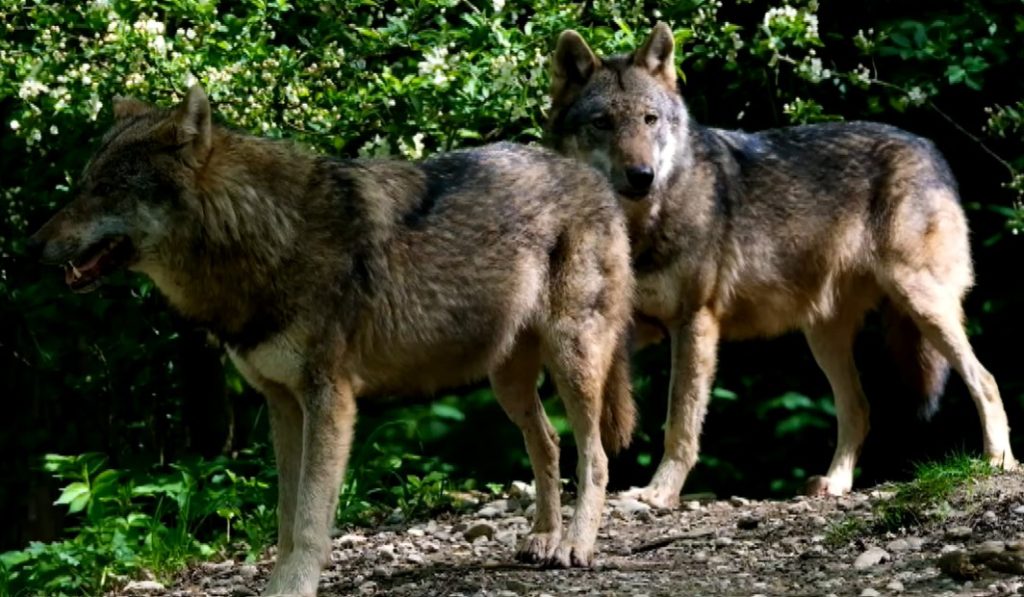 Χαλκιδική: Ανησυχία στον Ταξιάρχη από τις συχνές επιθέσεις λύκων σε σκύλους