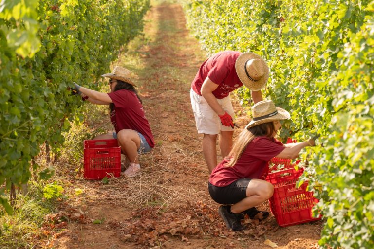 Περισσότεροι από 1.500 επισκέπτες στο 4ο Messinia Terroirs Wine Festival