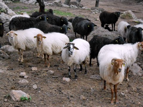 Εφυγε από τη ζωή η Χιώτισσα ηθοποιός και συγγραφέας Δέσποινα Τομαζάνη, η αγαπημένη της «Γλυκιάς Συμμορίας»