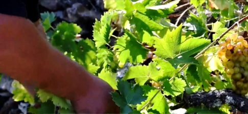 Οι πελαργοί  στον υδροβιότοπο της λίμνης Κάρλα