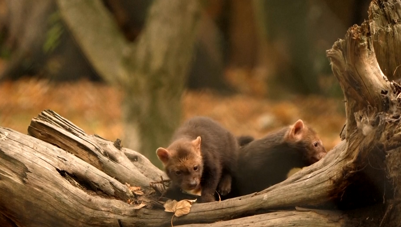 Βρετανία: Πέντε μικρά bush dogs βγήκαν για πρώτη φορά από τη φωλιά τους