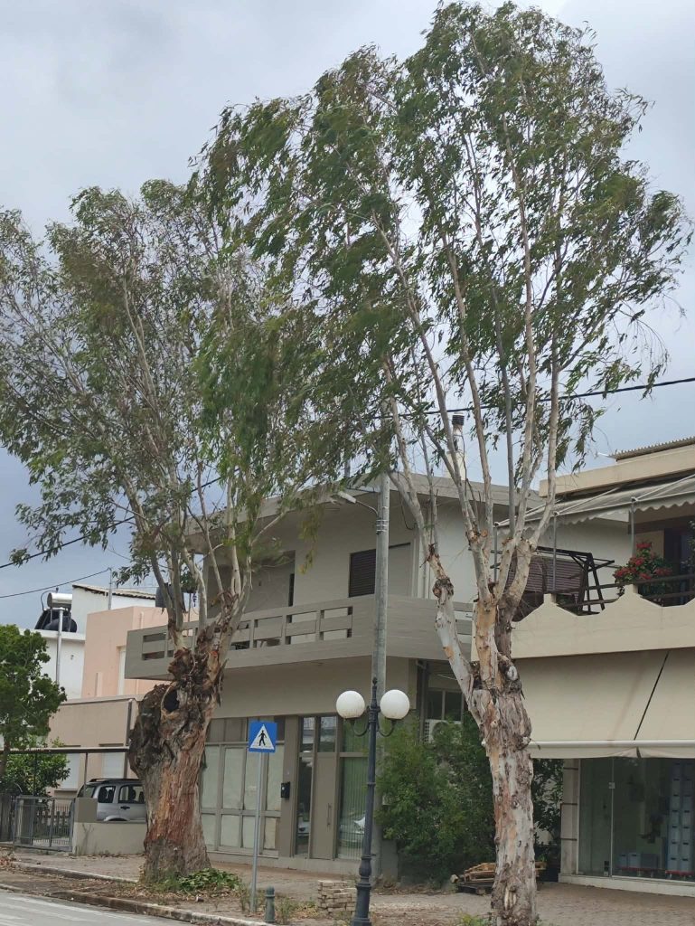 Μεγάλο κλαδί από ευκάλυπτο έπεσε σε κεντρικό δρόμο στα Χανιά