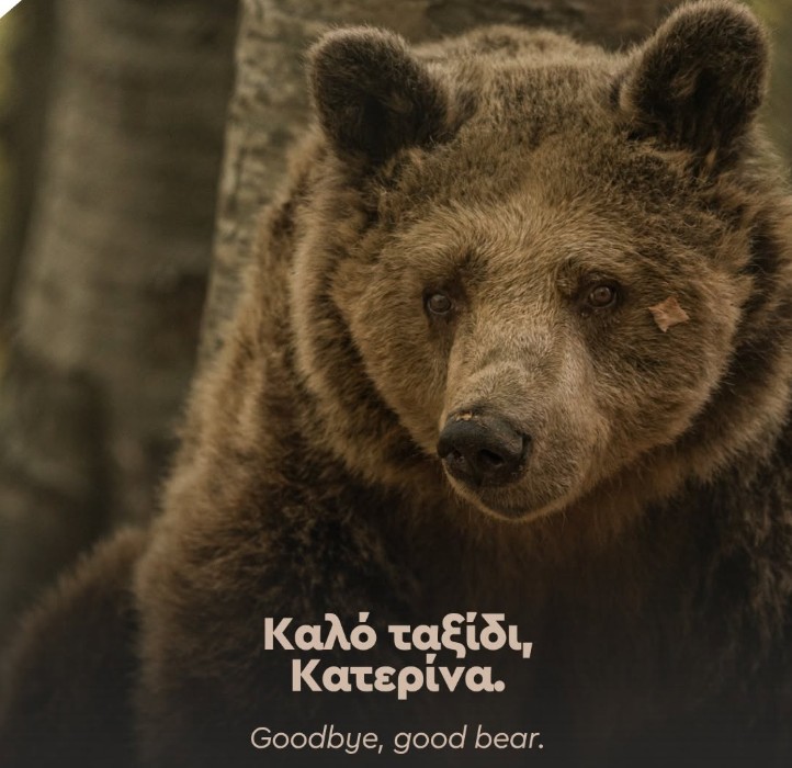 Θεσσαλονίκη: Ο Αρκτούρος αποχαιρετά την 39 ετών αρκούδα «Κατερίνα» που φιλοξένησε για 30 χρόνια