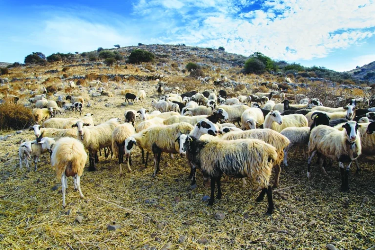 Παρατείνονται τα προληπτικά μέτρα για την ευλογιά των αιγοπροβάτων στην Κρήτη