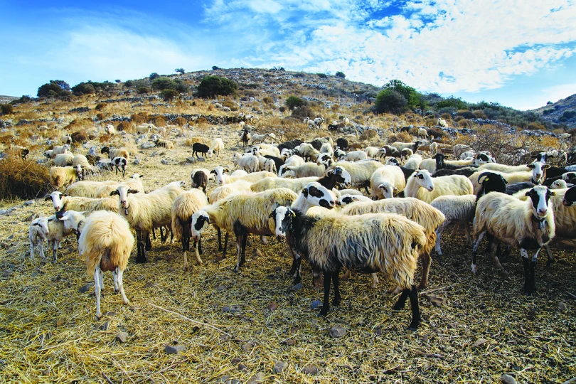 Παρατείνονται τα προληπτικά μέτρα για την ευλογιά των αιγοπροβάτων στην Κρήτη