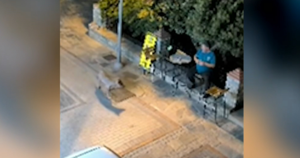 Νικήτη Χαλκιδικής: Τετ α τετ κατοίκου με λύκο – Το άγριο ζώο πλησίασε σε απόσταση αναπνοής