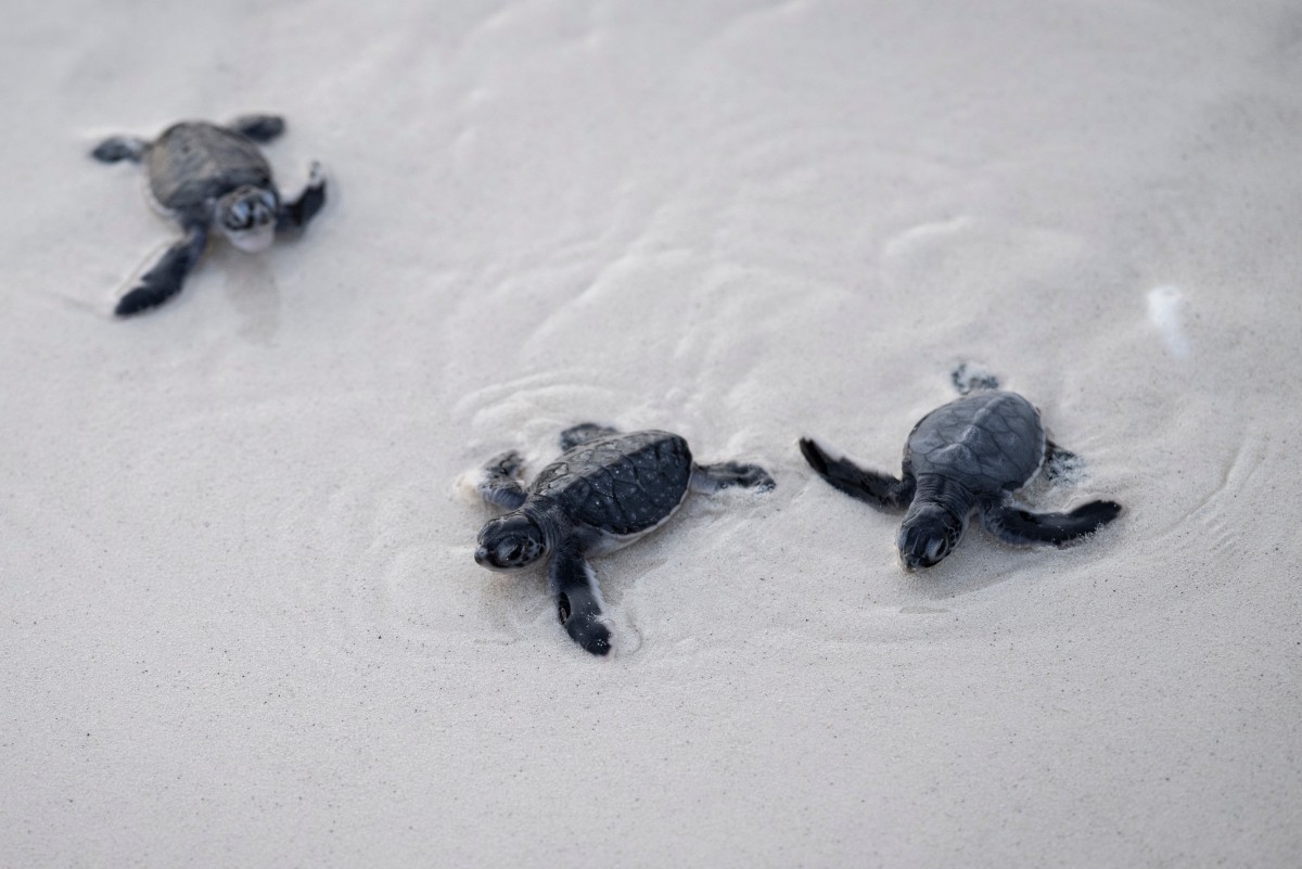 MALAYSIA-CLIMATE-ENVIRONMENT-CONSERVATION-ANIMAL-TURTLE