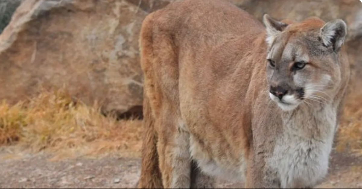 Bayerische Polizei setzt berittene Einheiten zur Suche nach möglichem Puma ein
