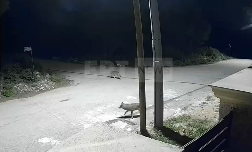 Πάρνηθα: Επιχείρηση για τη σύλληψη και απομάκρυνση λύκου που έχει εξοικειωθεί με τον άνθρωπο