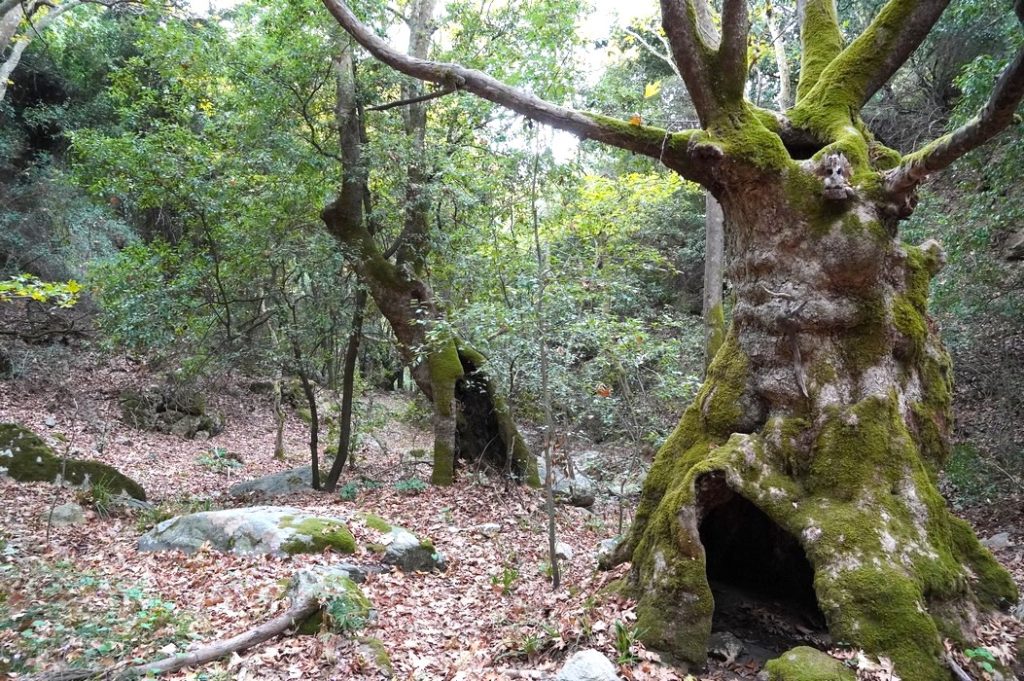 Αύξηση στην επισκεψιμότητα του ιστότοπου για τα μονοπάτια της Σκιάθου – Ενδιαφέρον από 70 χώρες